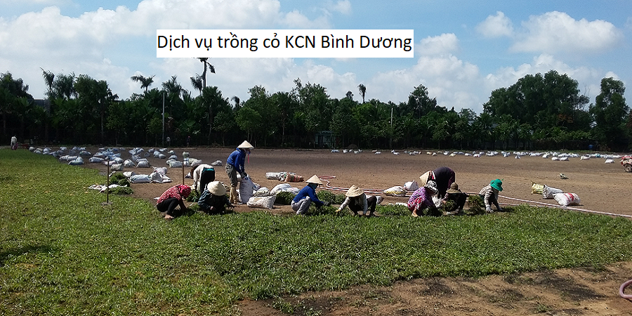 Dịch vụ trồng cỏ KCN Bình Dương